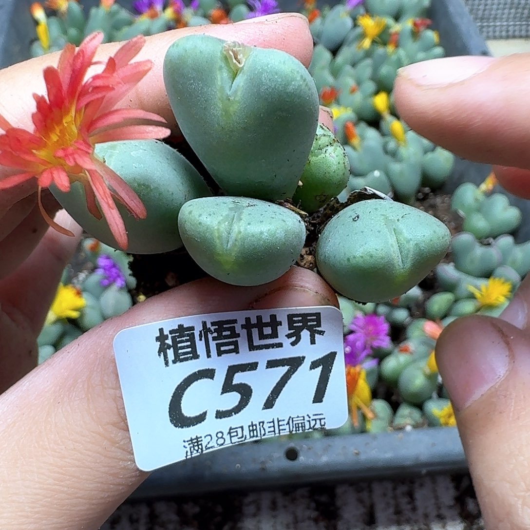 多肉植物的人生fhnn