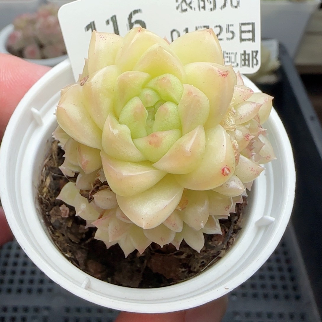 0125-116珠光麦秆