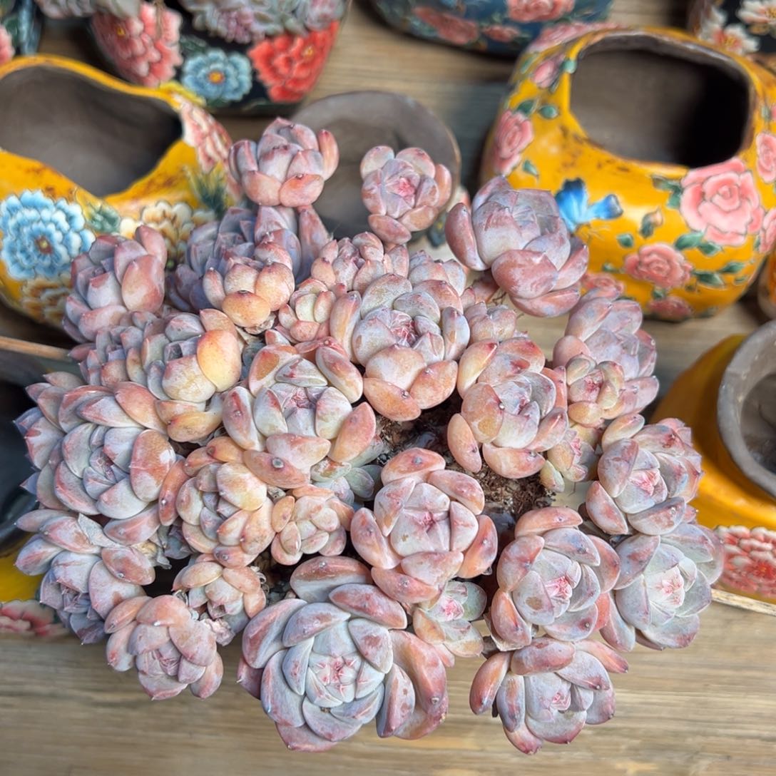 厚梦 新年快乐 新年快乐