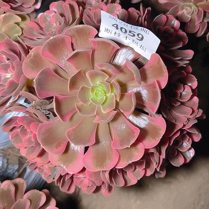 4059爱神多肉植物