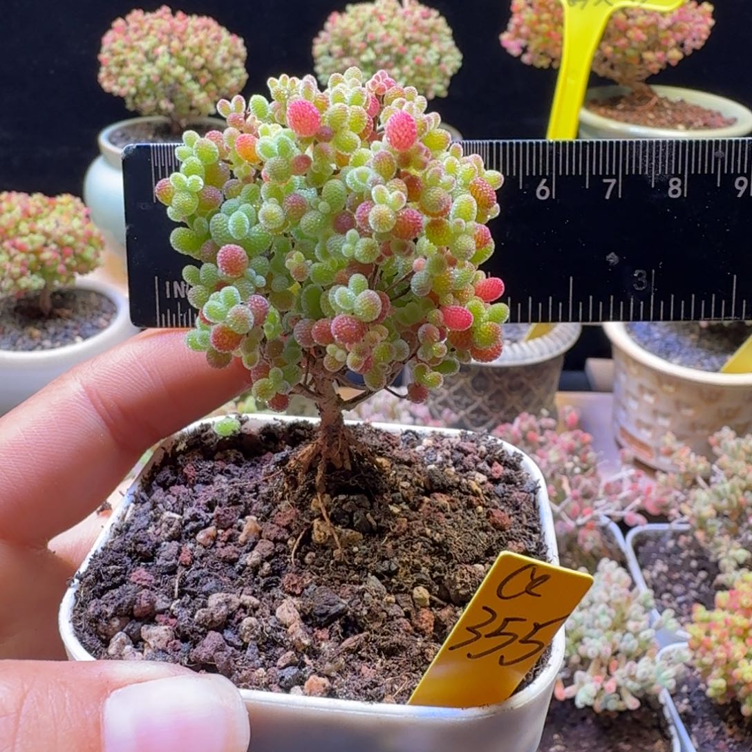 a355号橘子糖冠服5.5厘米左右