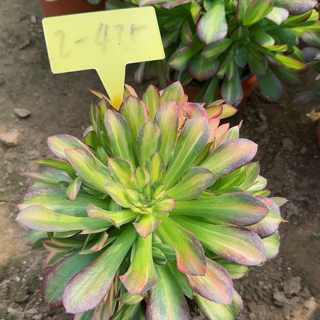 2-435---多头多肉植物