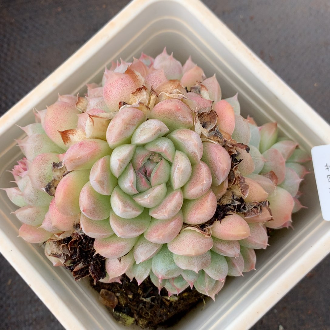 6592杂交精品基地12厘米