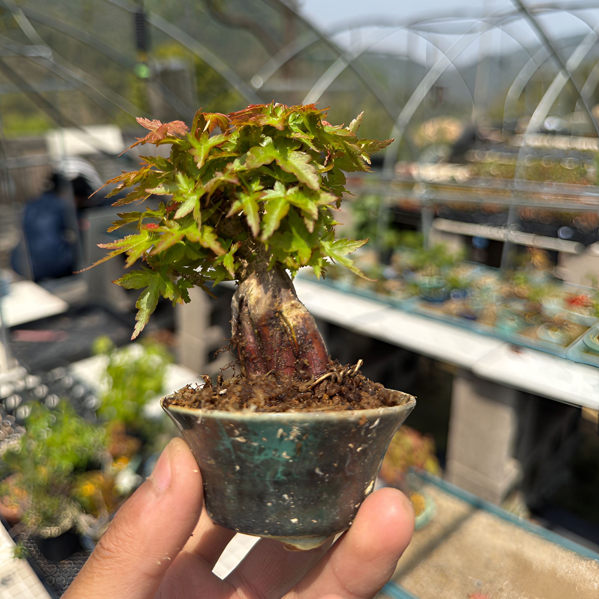 琴姬 枫树 豆盆 小盆景