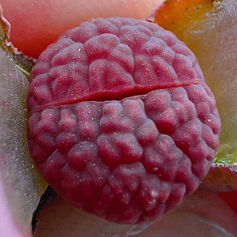 【闪购商品】20026