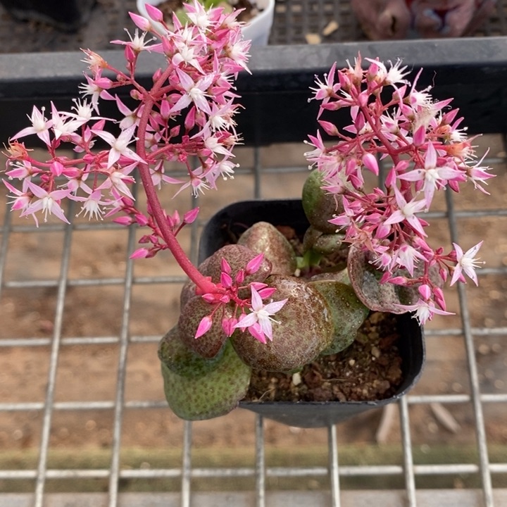 伯克利和格蕾纳等著名音乐家