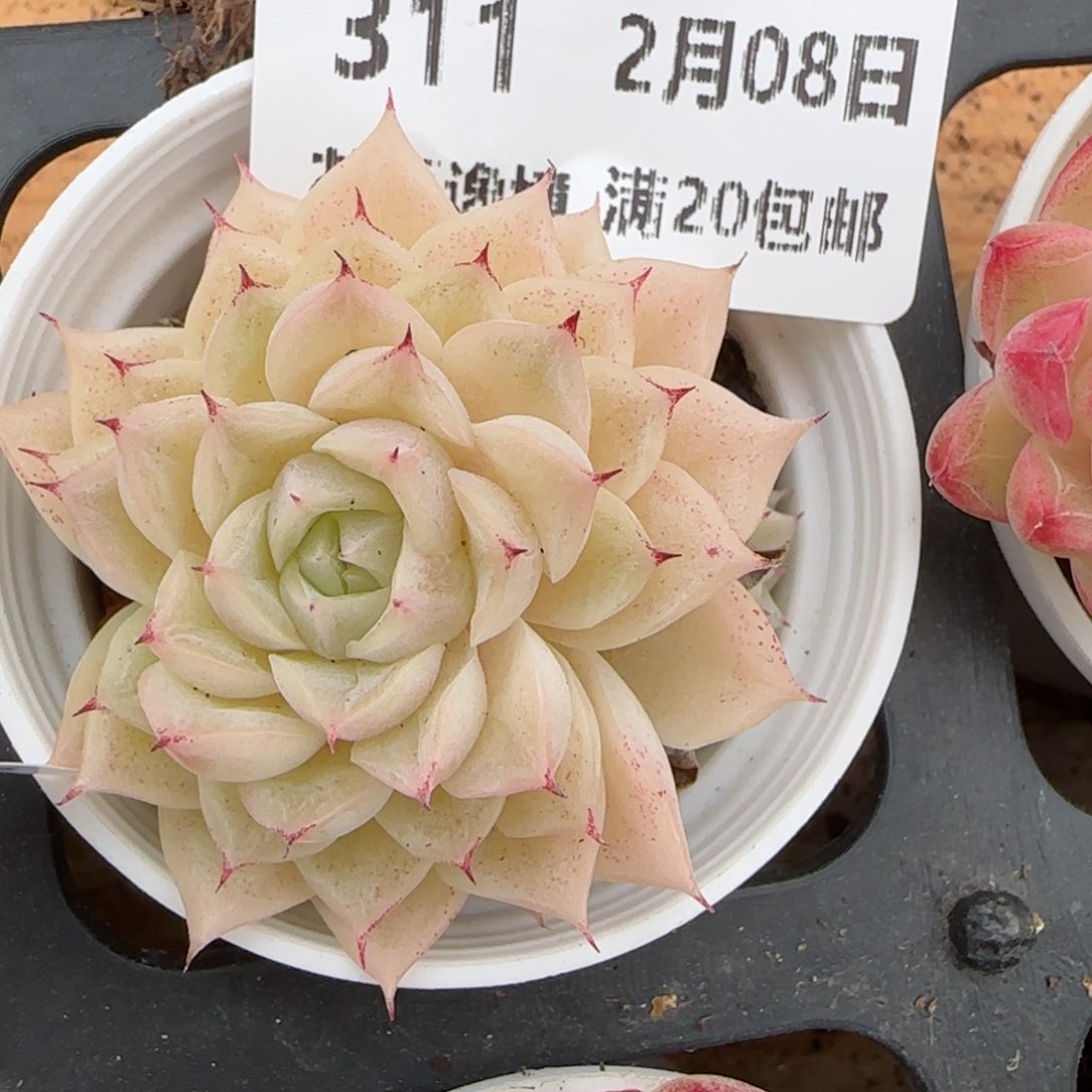 花语逸镜0208-311