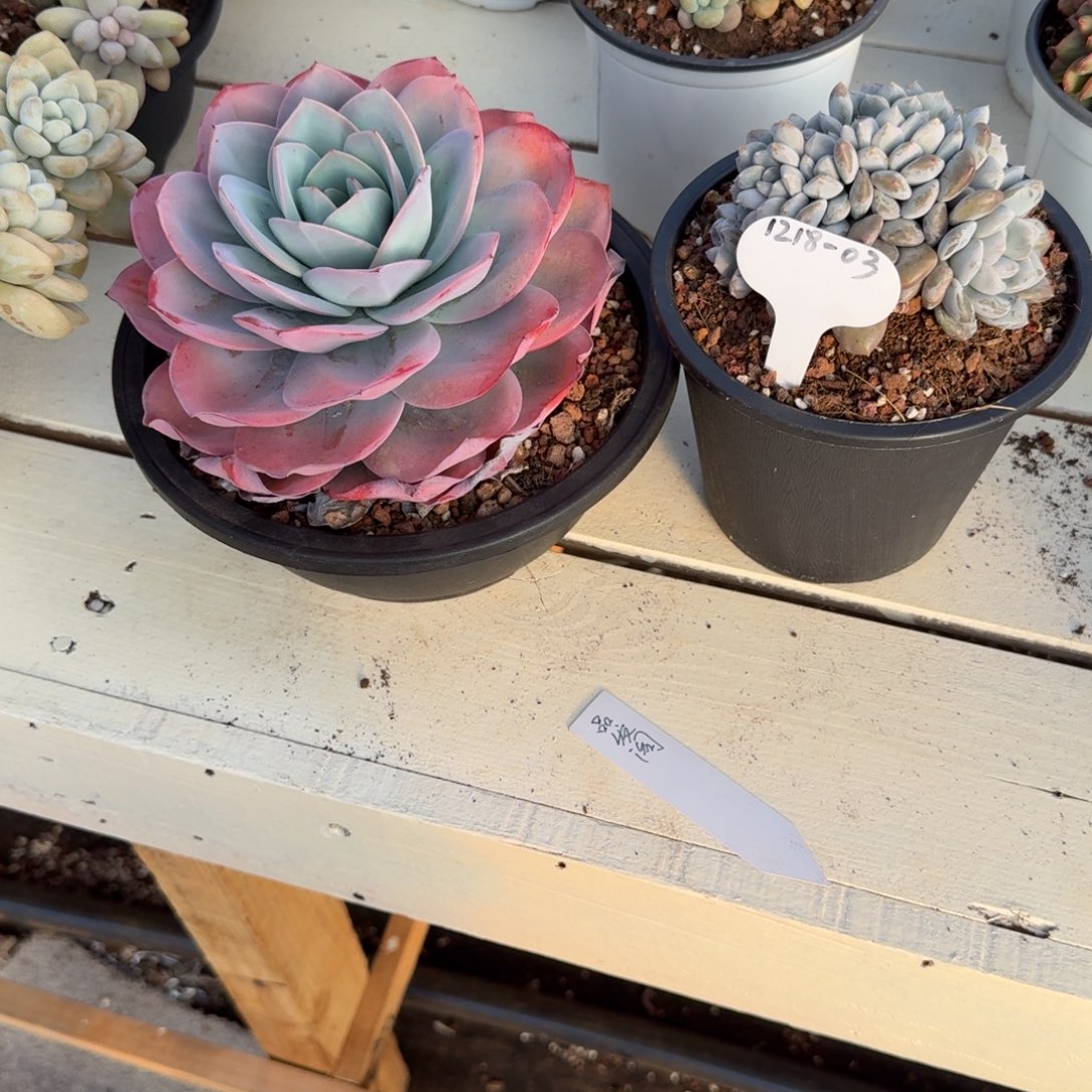 品***阁1218-03菩提子缀化一颗布鲁蓝一颗