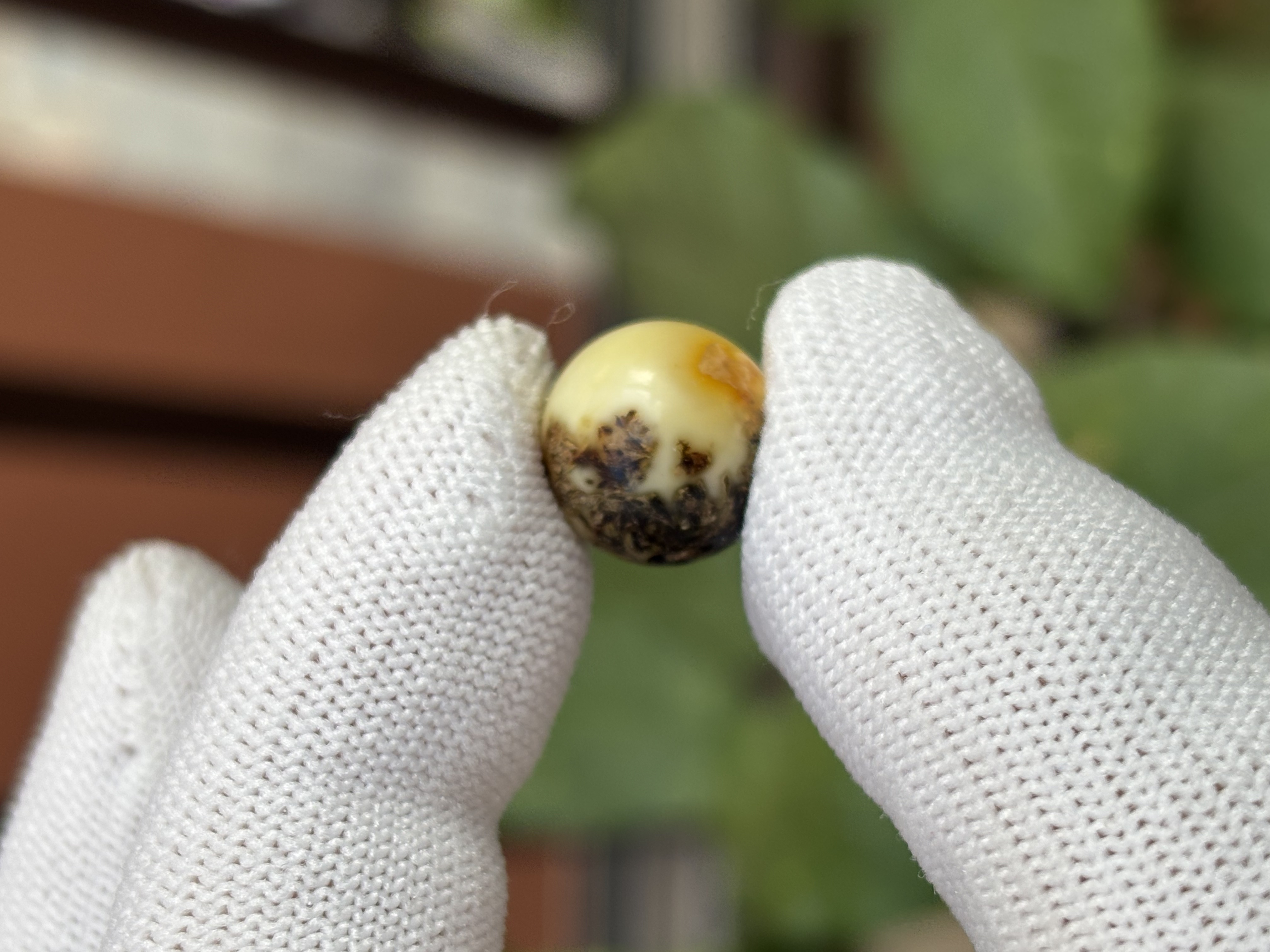 5352天然蜜蜡琥珀微瑕圆珠13mm