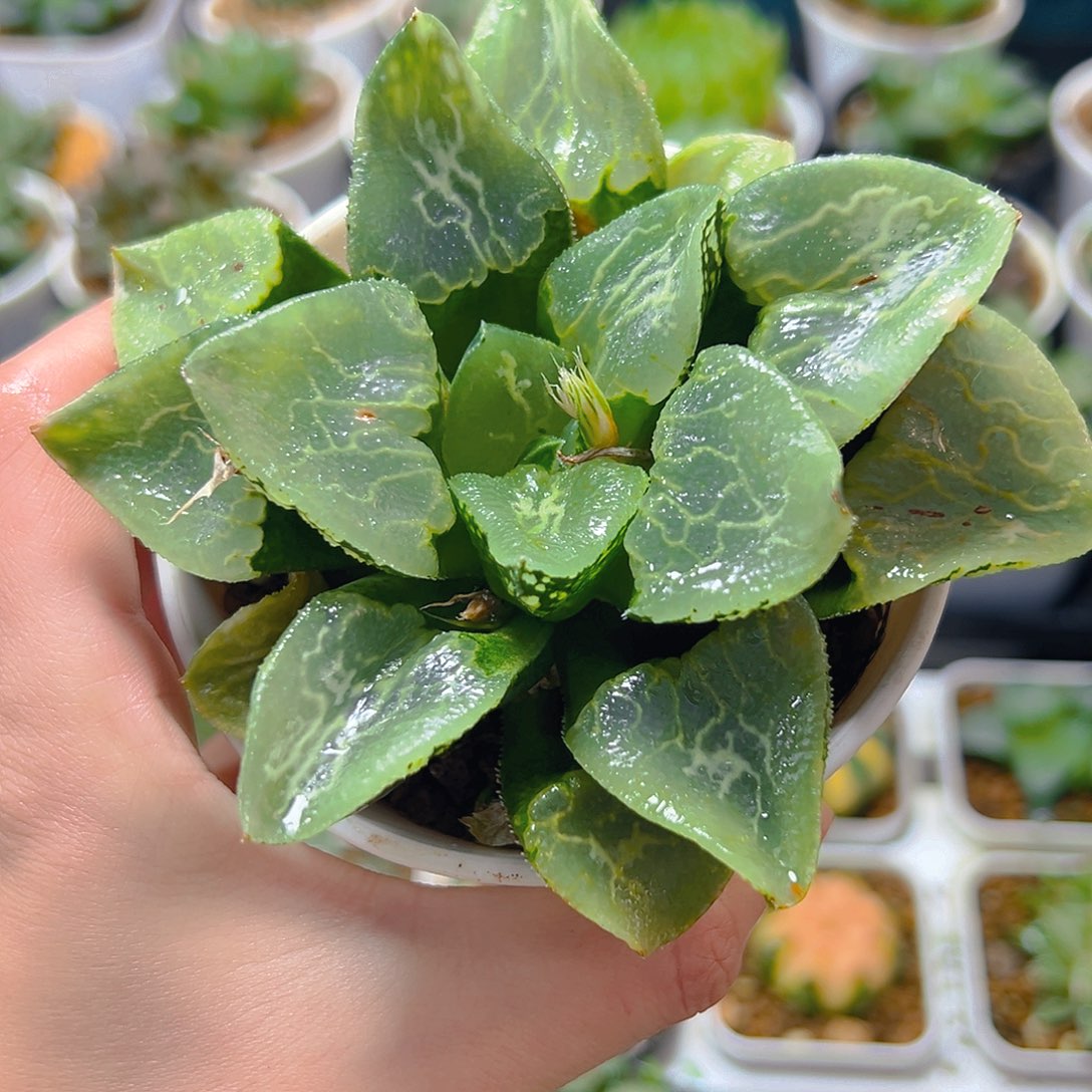 沁影母本玉露多肉植物一颗