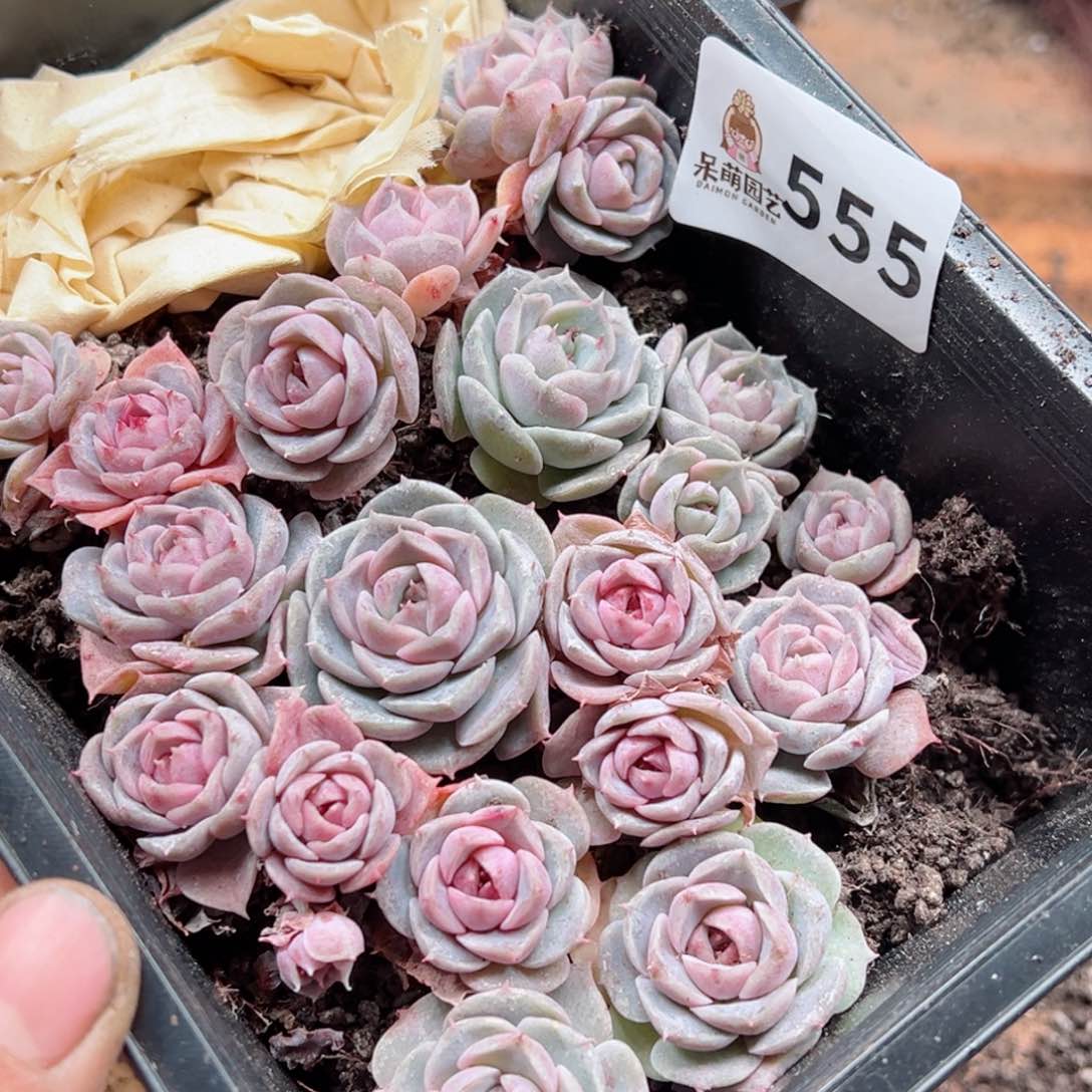大*娇多肉植物多肉植物