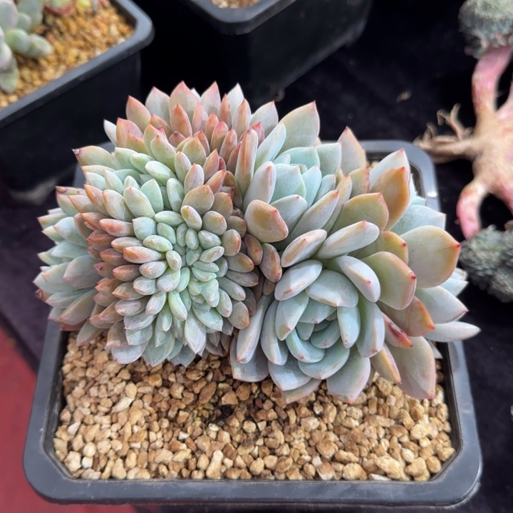 17厘米左右一物一拍的星影朵朵