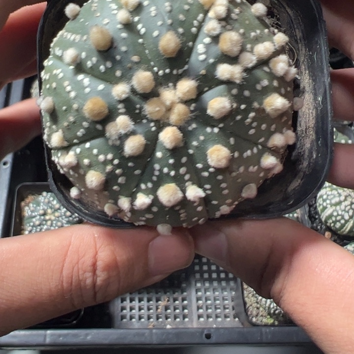 一物一拍仙人球兜