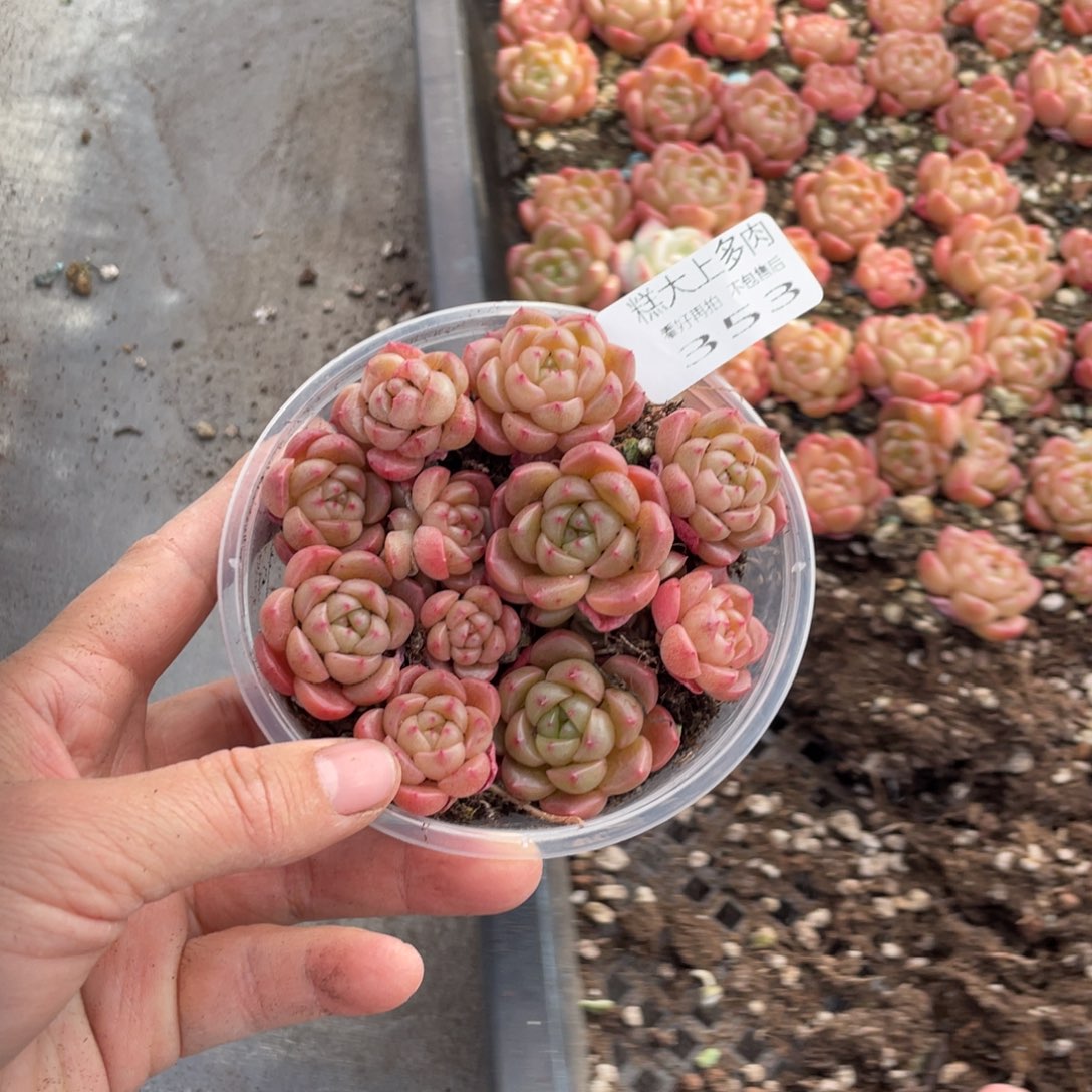 糕大上多肉植物353