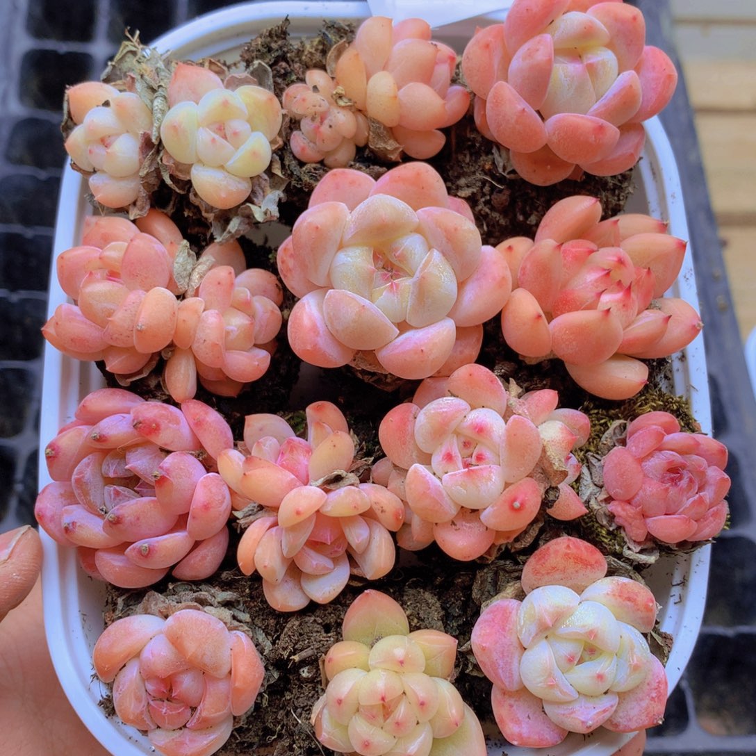 我要去买东西了啊我要075