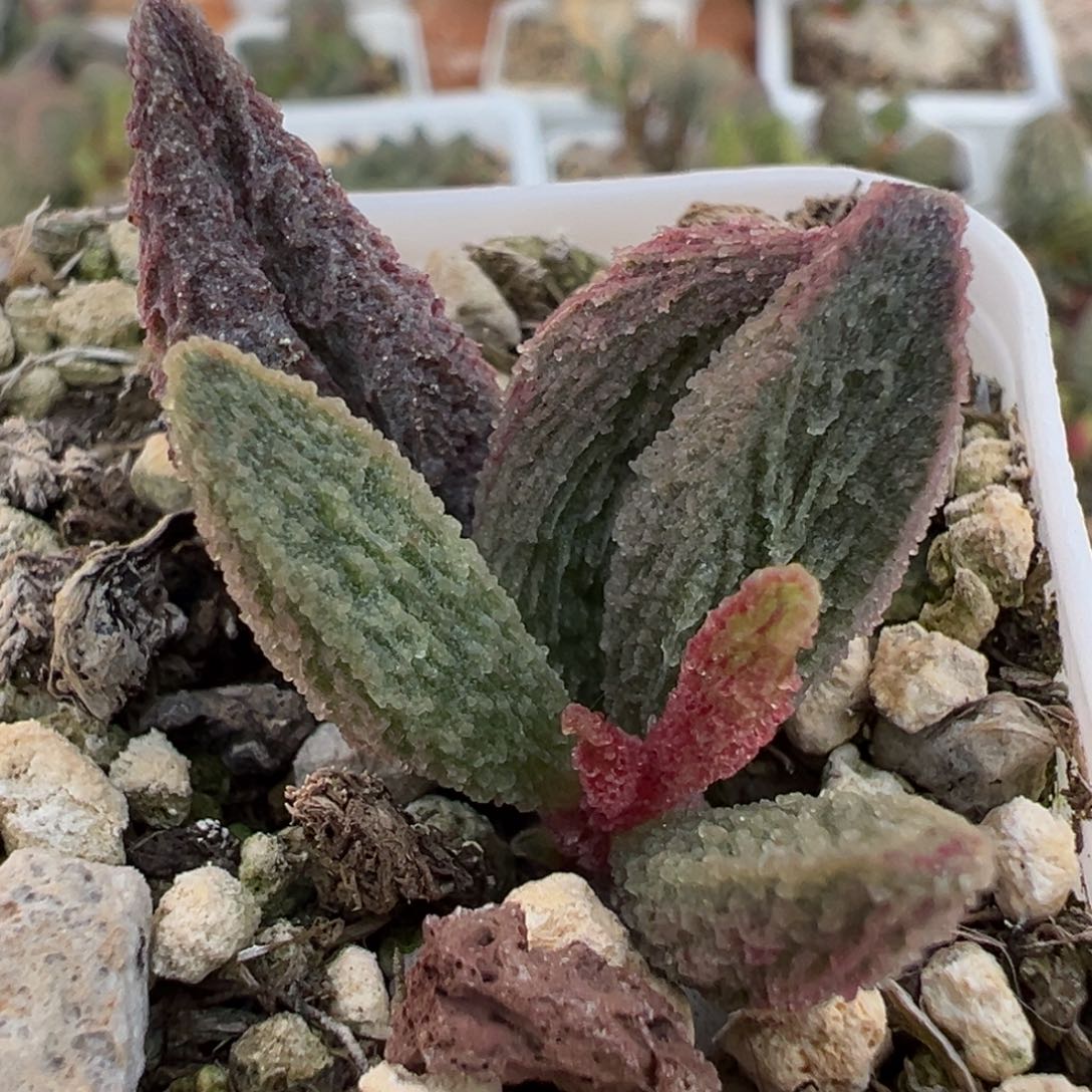 粉色拉丝倒刺纹实生大苗