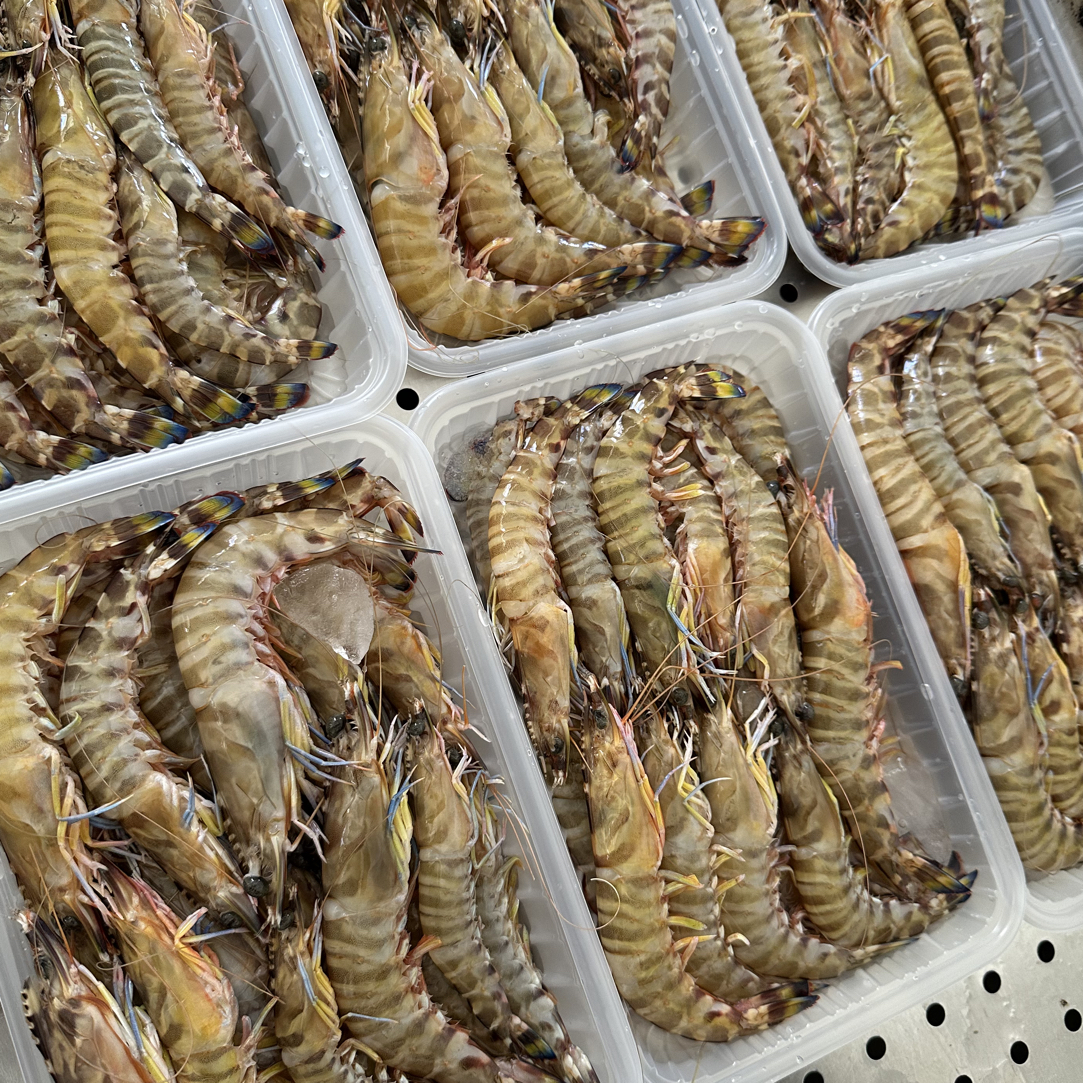 广东博贺渔港海埔野生天然明虾麻虾黄金虾花虾红抓虾顺丰冷链发出