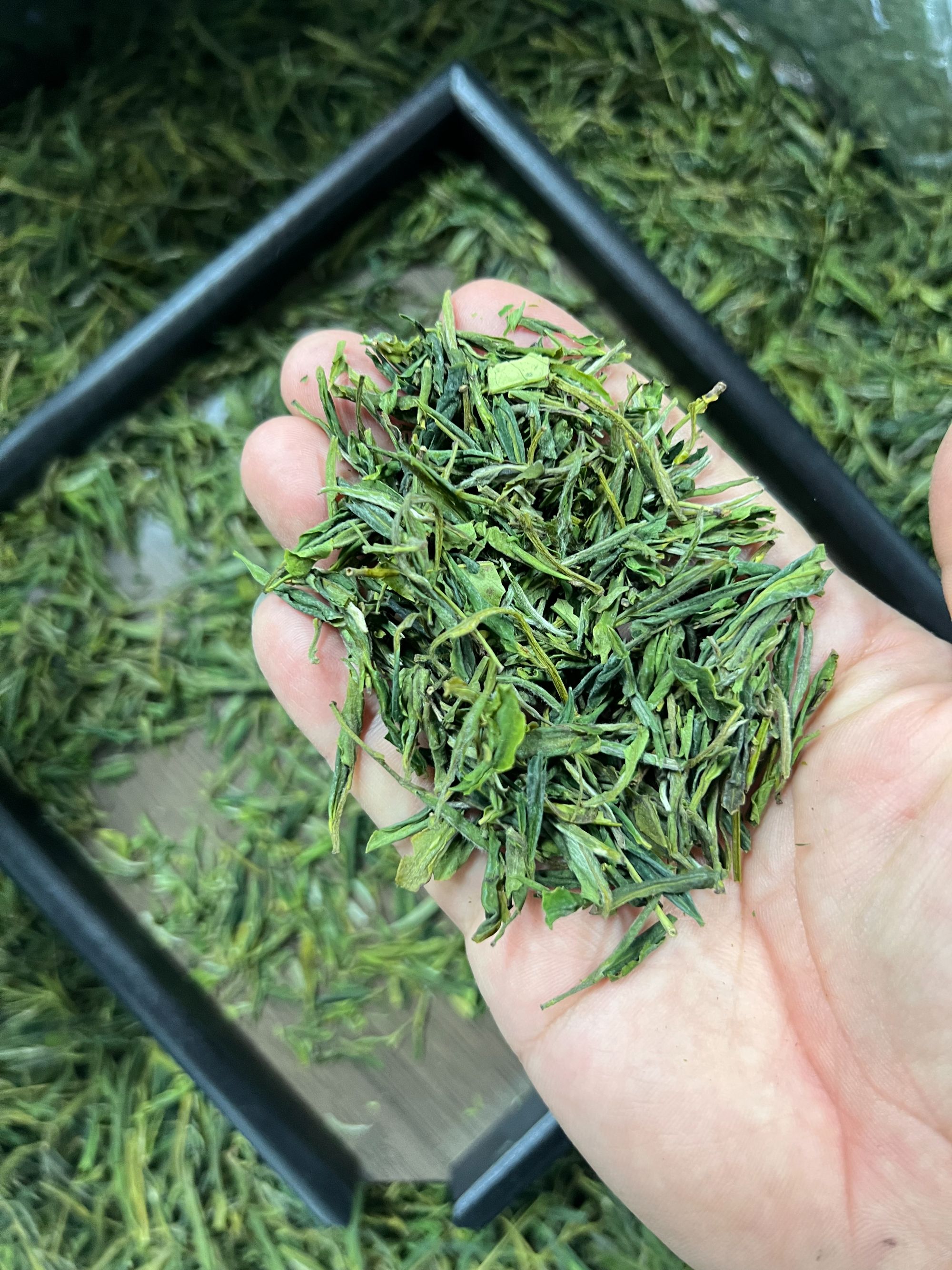 25年新茶安徽高山绿茶  碎茶大片 浓香耐泡 不苦不涩