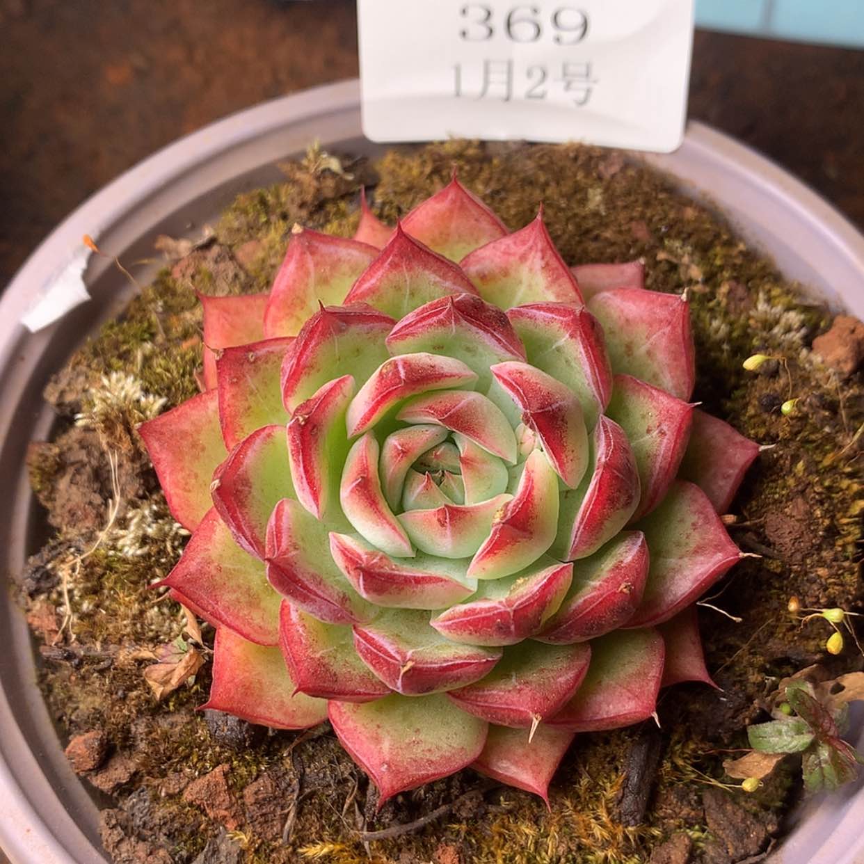 【闪购商品】云369号