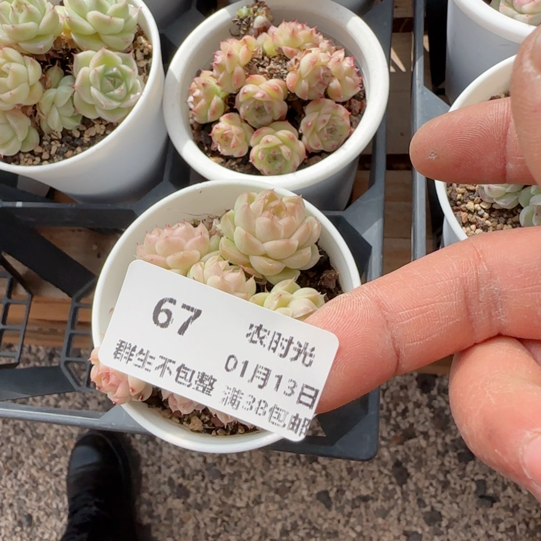 S***N【闪购商品】0113-67麦杆专拍