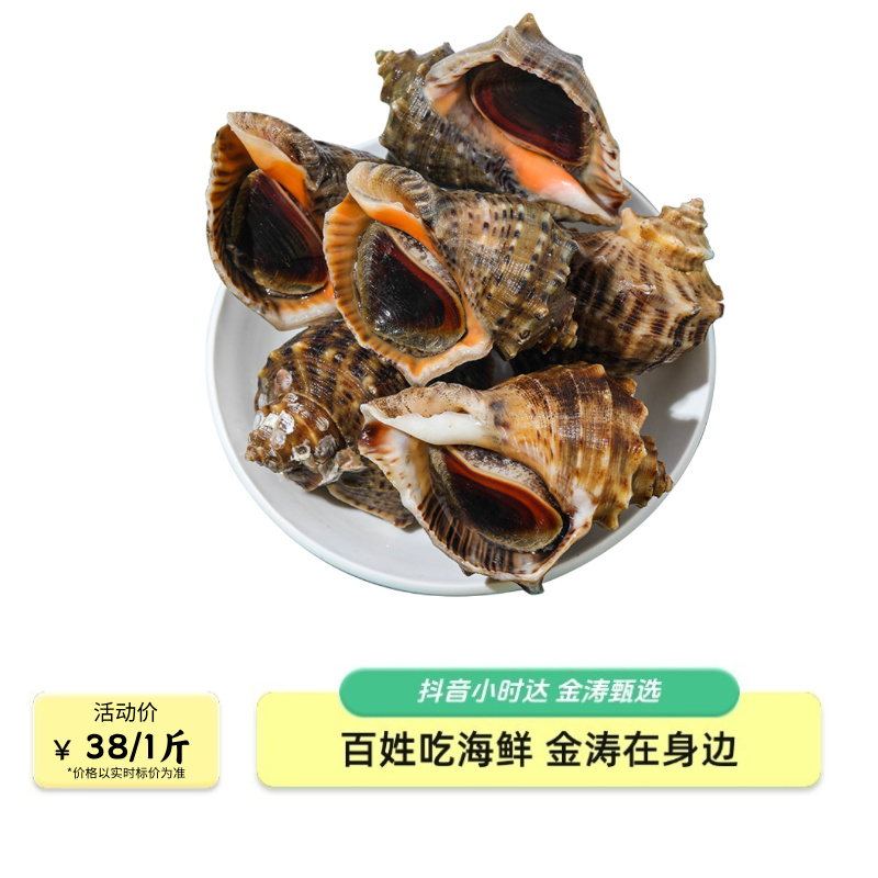 【金涛海鲜】鲜活青岛红岛海螺 1斤（规格自选）鲜活发货
