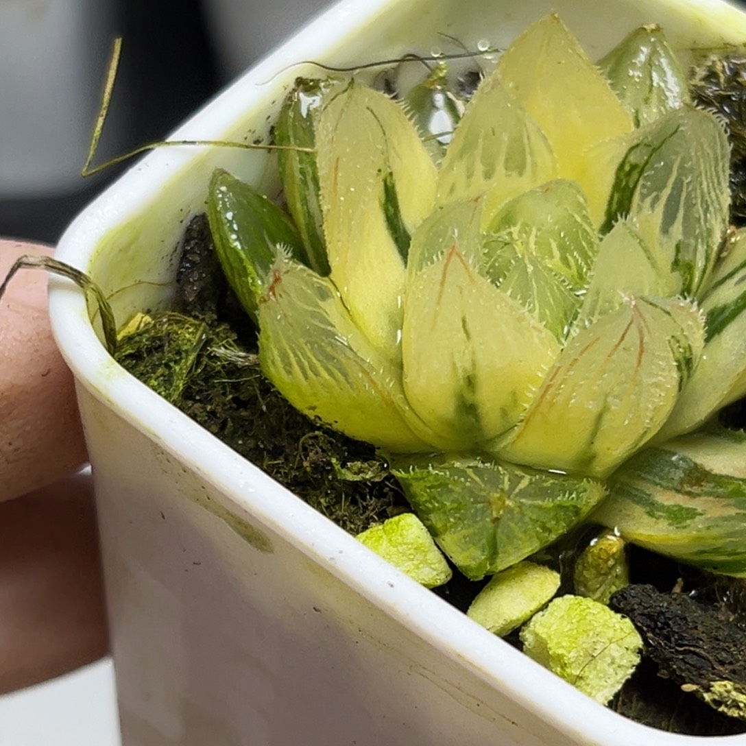 十二卷多肉植物1825毛玉露