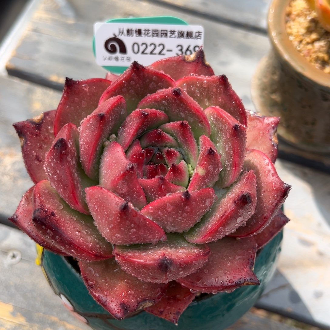 从前慢多肉精选编号0222.369