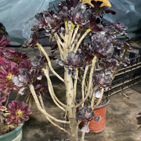 圆叶多肉植物004