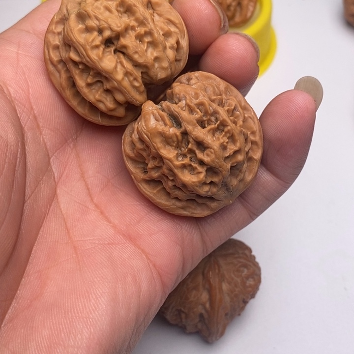 野牛狮子头38尺寸