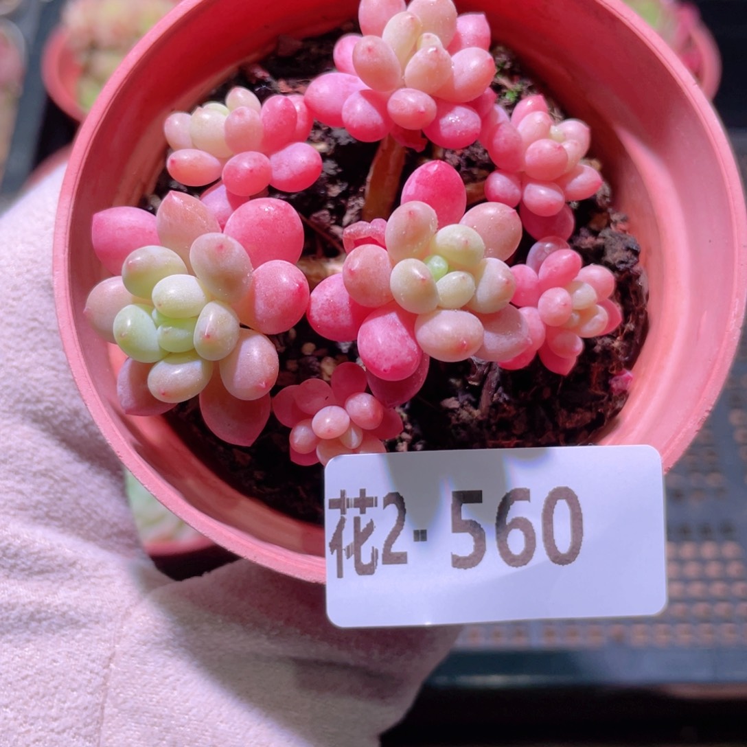 花利美2-560洛可可