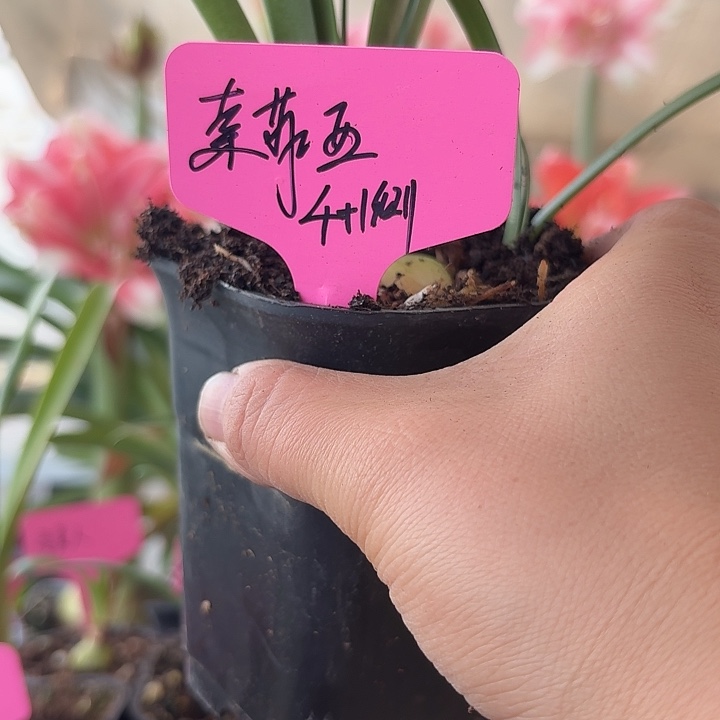 无花朵索菲亚朱顶红直径4加1侧