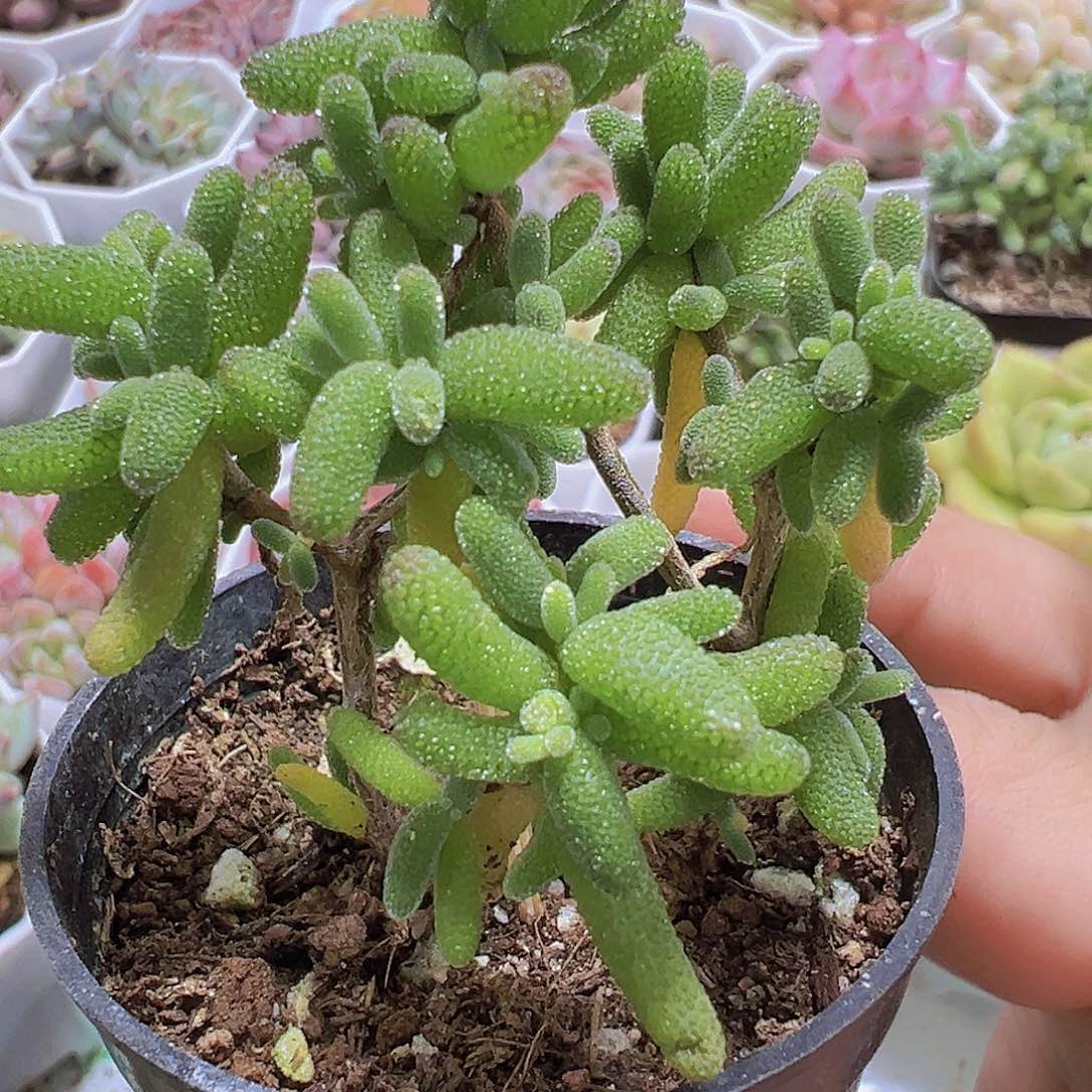 糖球枝干19包邮多肉植物