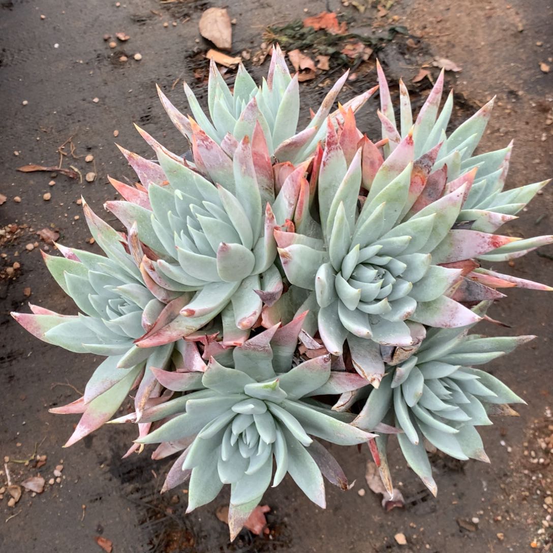 苹果叶雪山二代，2月8日发货多肉