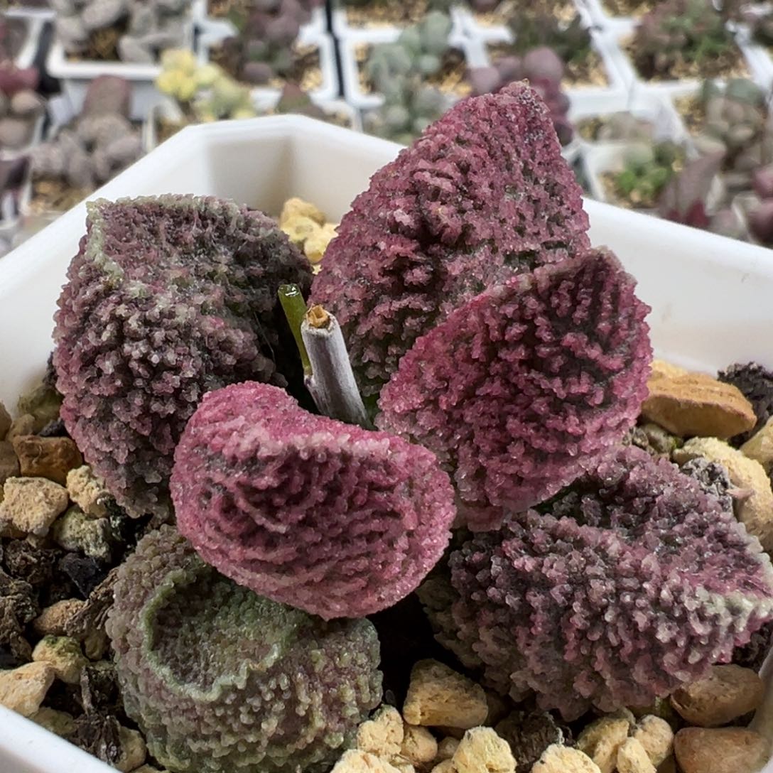 肥胖叶型紫色系冰晶颗粒款实生新品