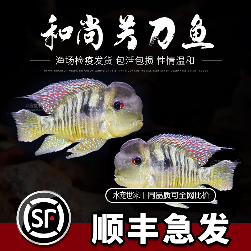 南美食土鲷和尚关刀南美慈鲷白子红眼热带精品观赏鱼活体淡水