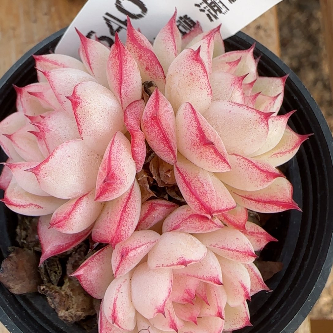 花语逸镜0214-640