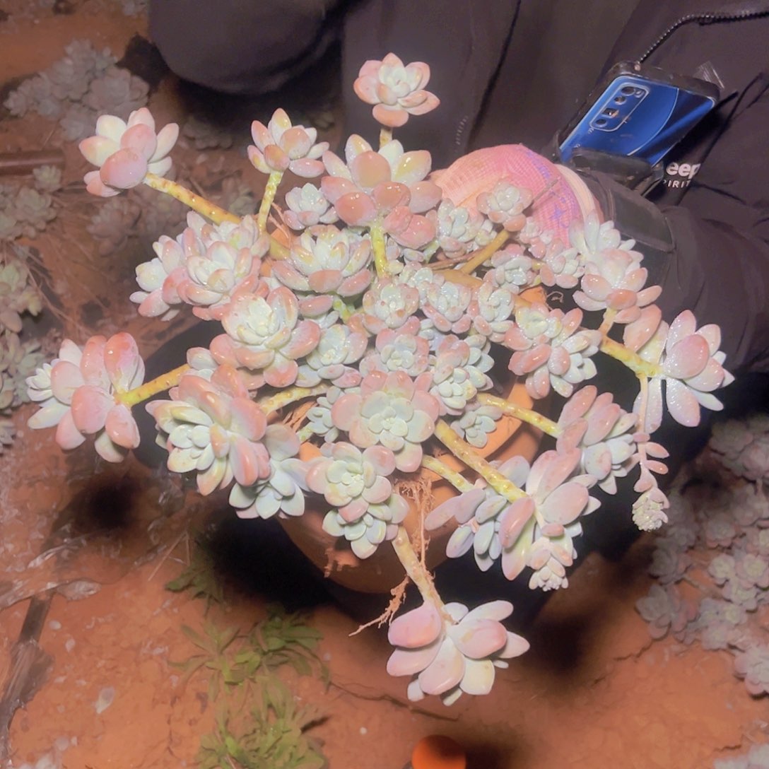 香水洛神多肉2棵发货