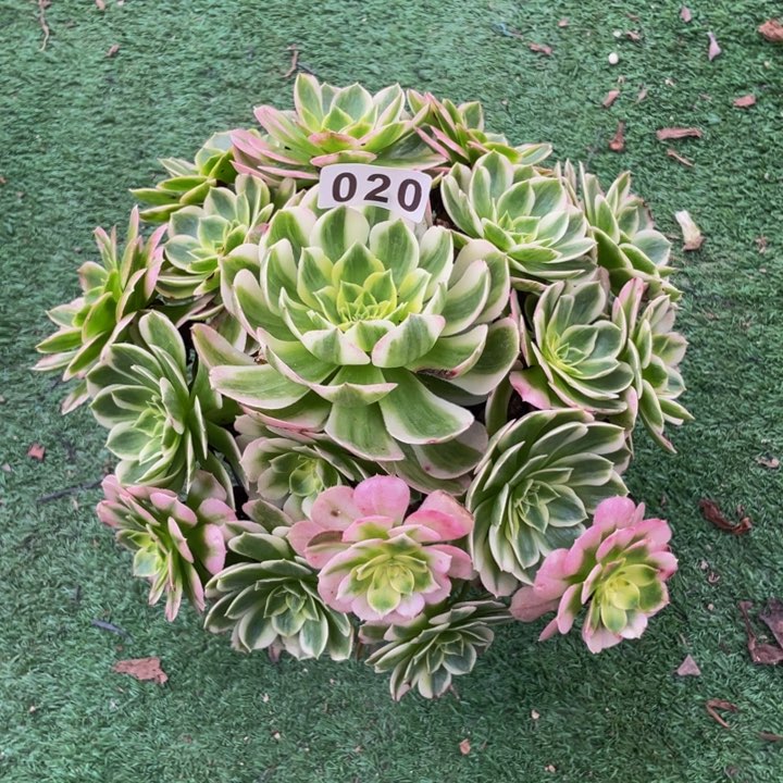 20老庄多肉法师海王