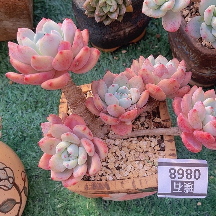 望舒0868多肉植物