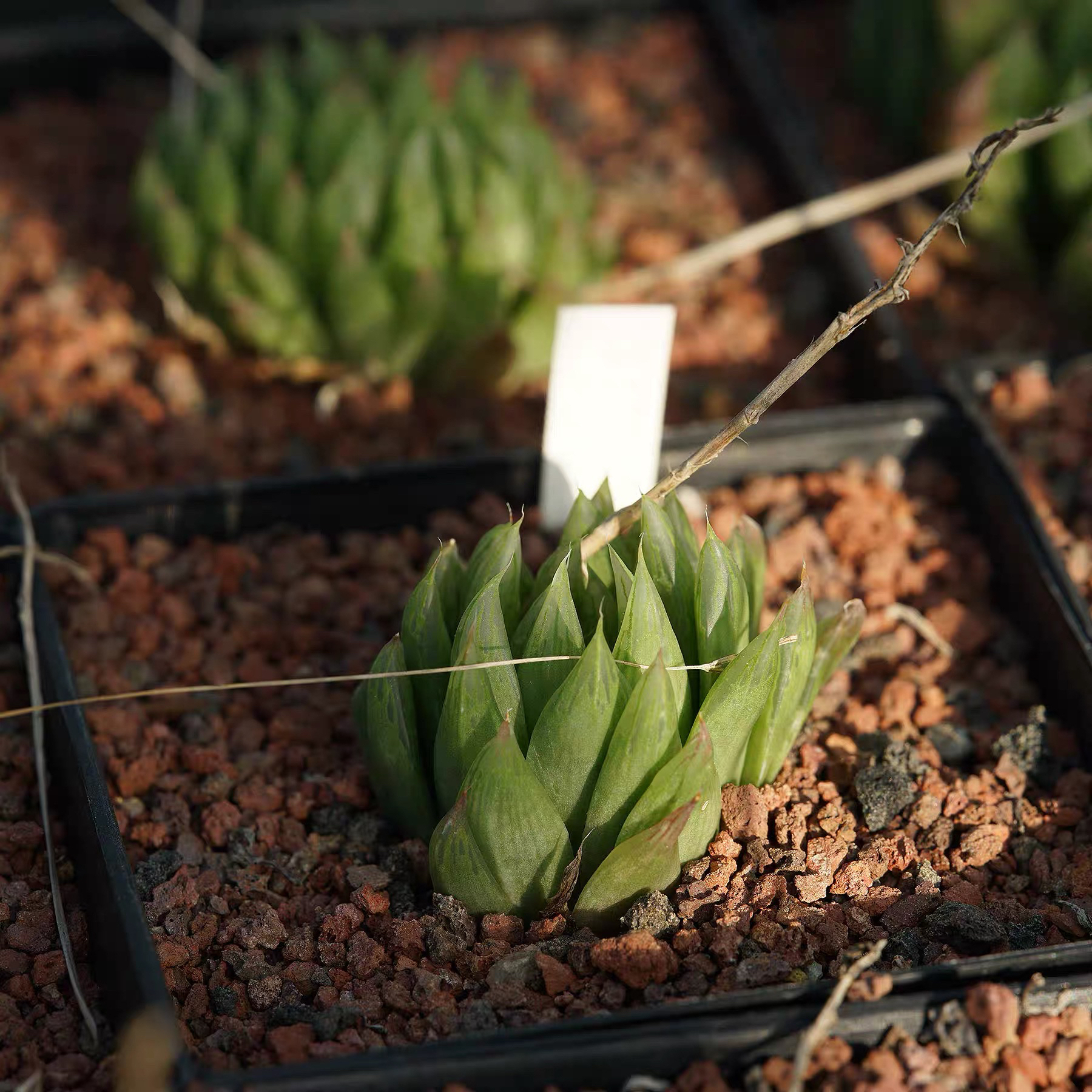 Haworthia cooperi var. gracilis MBB6893 Far W Roff 's Roch