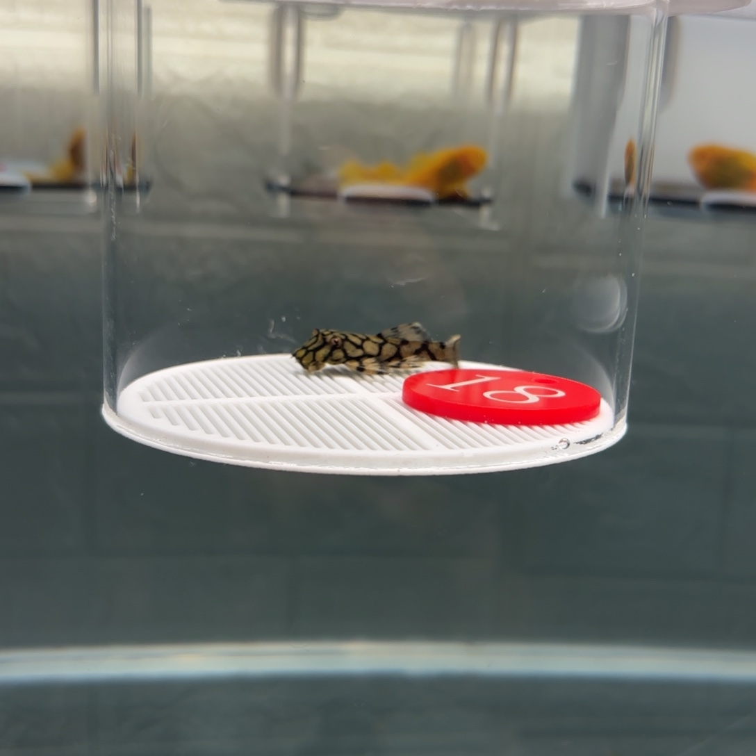 清道夫鱼18号牌4➕刀锋胡子1条