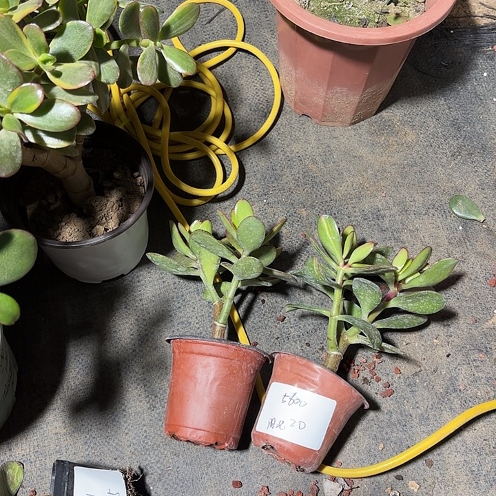 阳***媚当前无花栽培后可以开花韩国紫叶20
