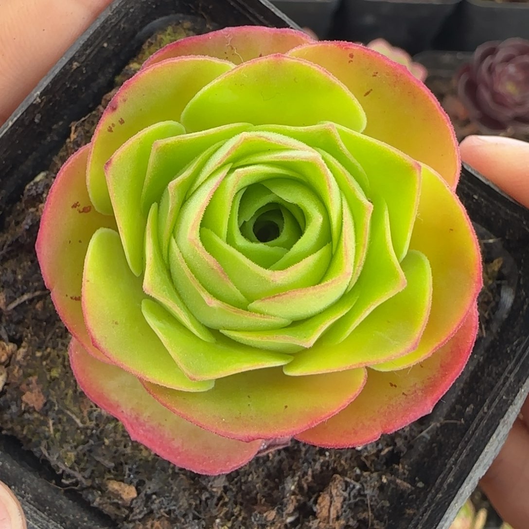 L641半城玫瑰胖子不含盆土