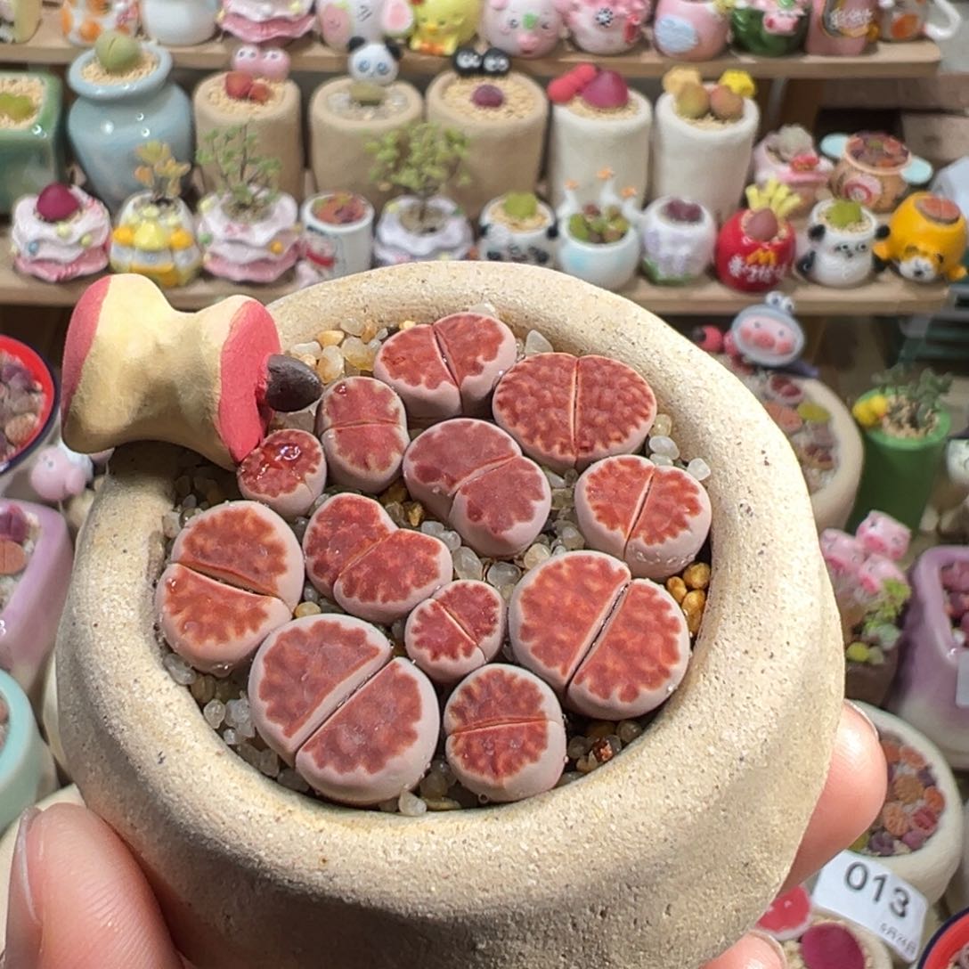 多肉植物66号红色