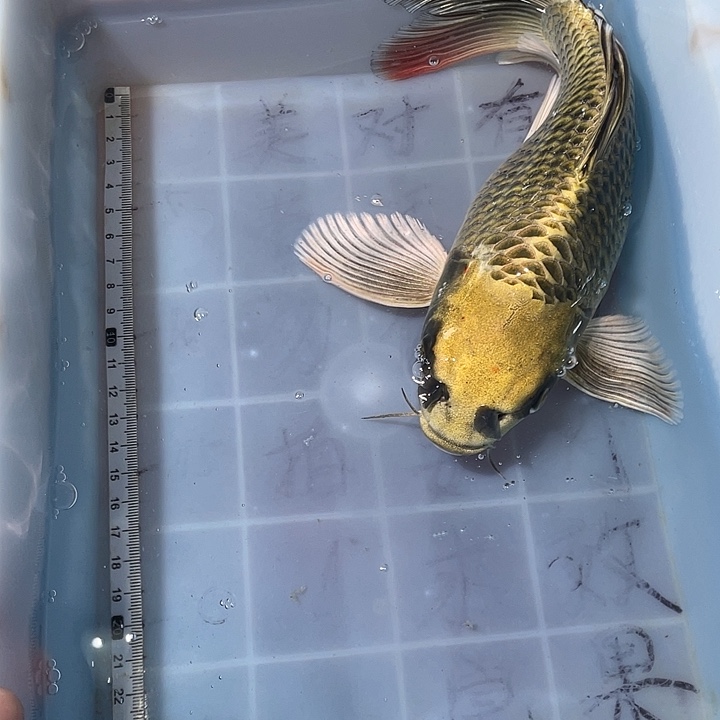 蝴蝶鲤鱼渔场直发17