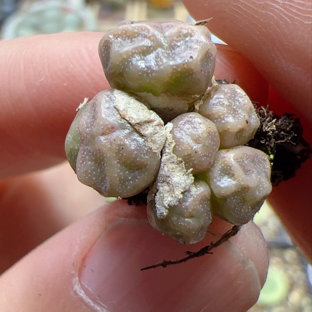 【闪购商品】337 饺子皮