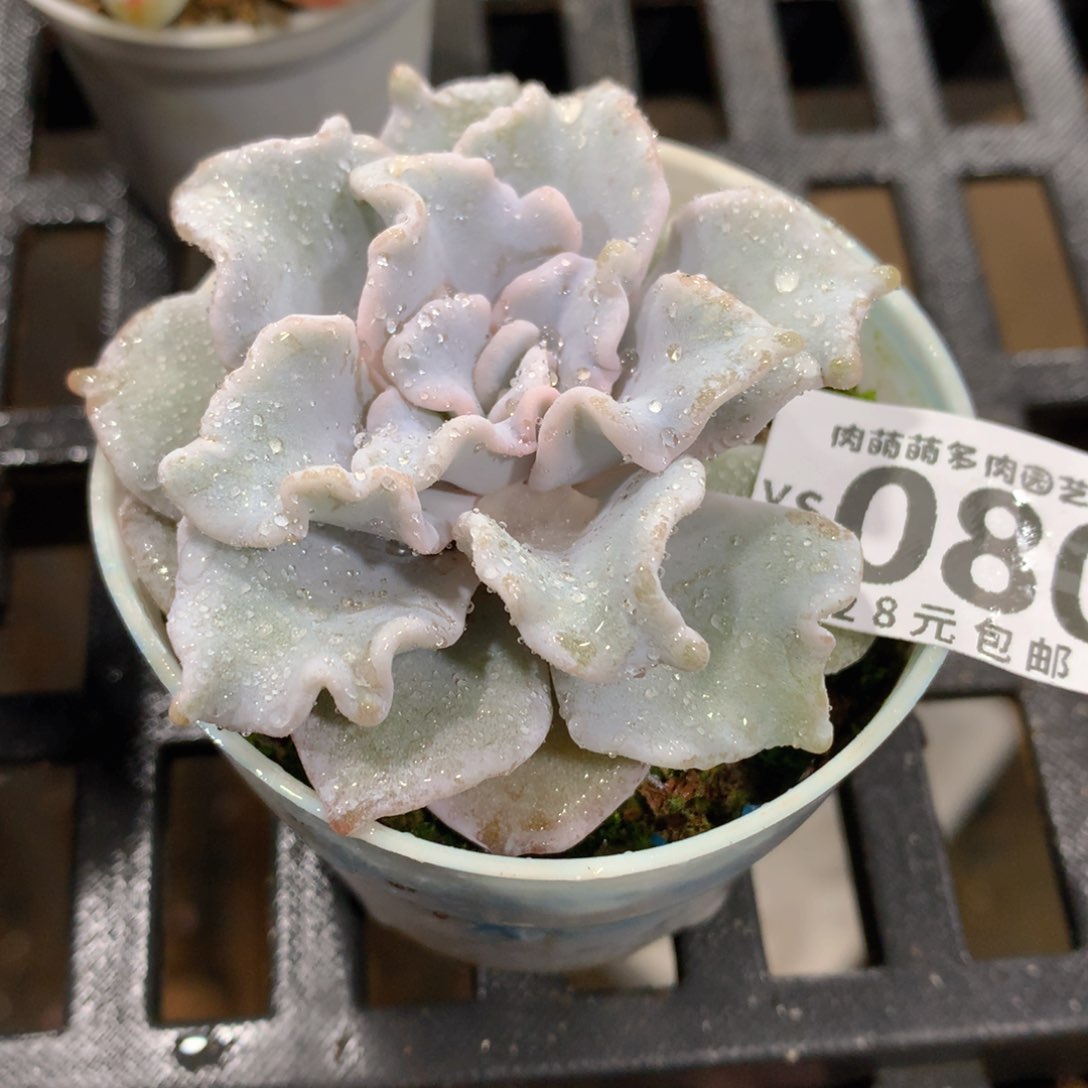 肉萌萌拇指盆精控多肉YS080