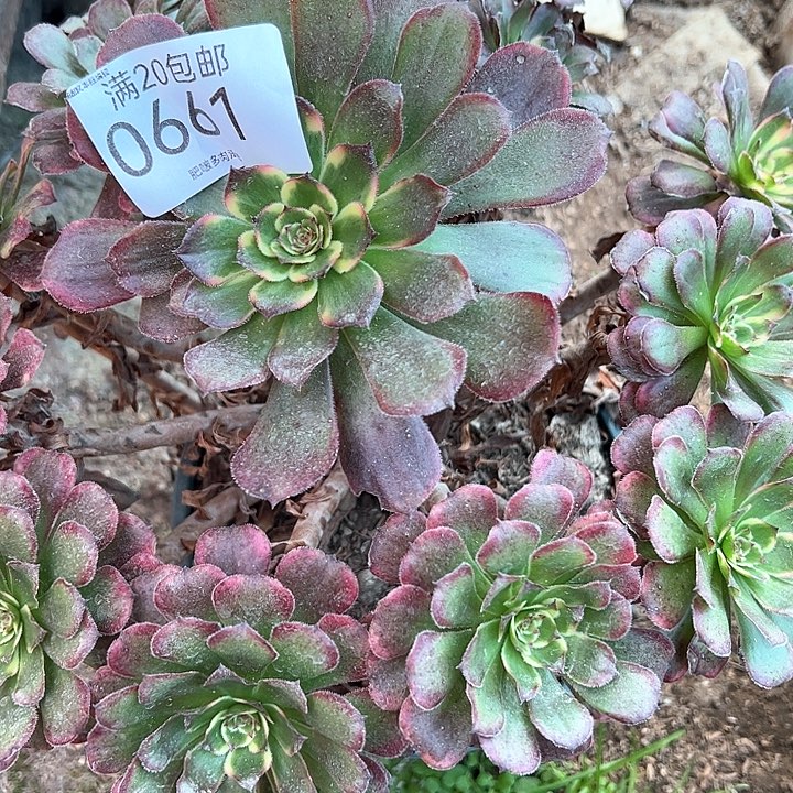 秋***云0661墨亚多肉植物
