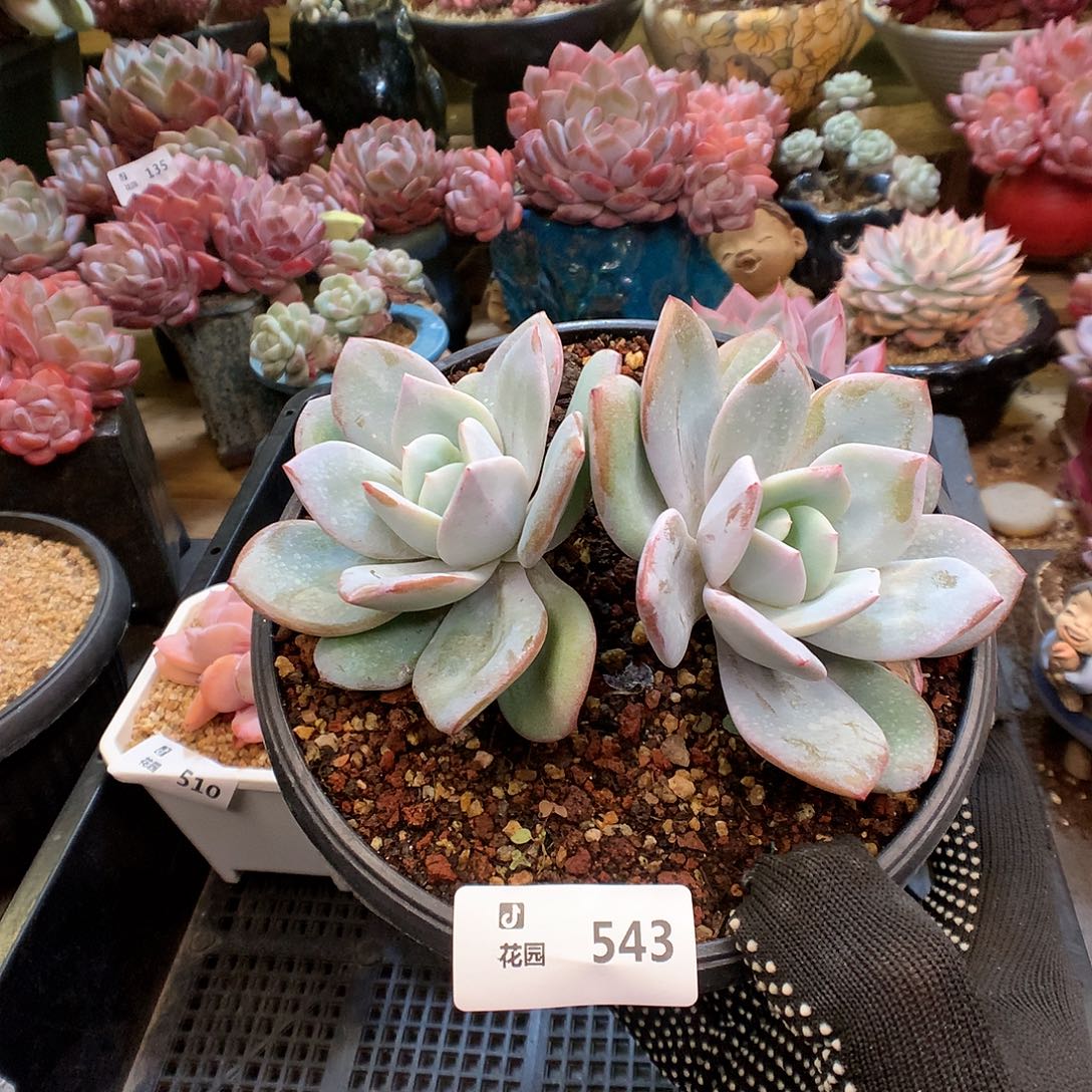 543奶茶多肉植物6666