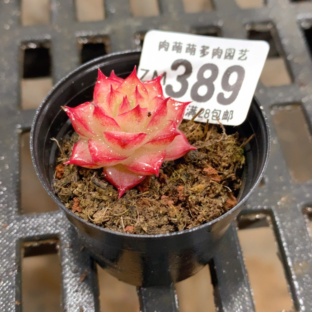 肉萌萌拇指盆精控多肉ZM389